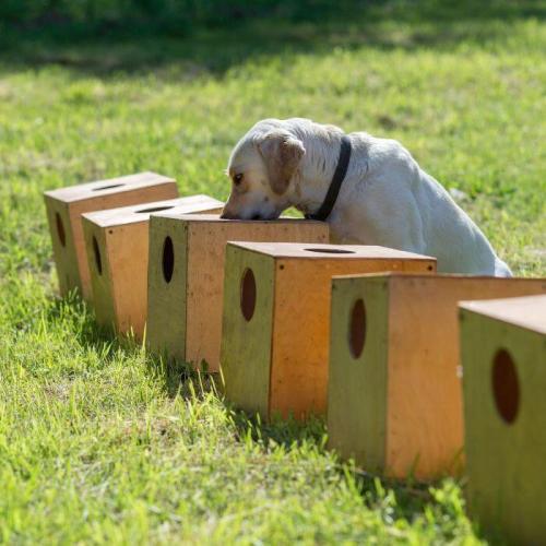 Hund warnt vor Erdnussallergie ode