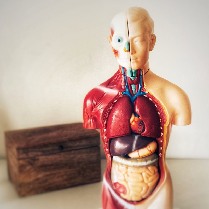 Organe für die Verdauung